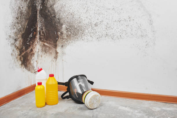 Best Fast Mold Removal  in Linda, CA