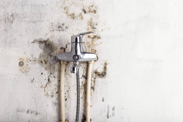 Reliable Linda, CA Mold Removal Solutions