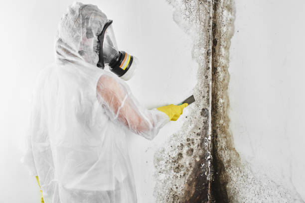 Best Mold Removal Specialists  in Linda, CA
