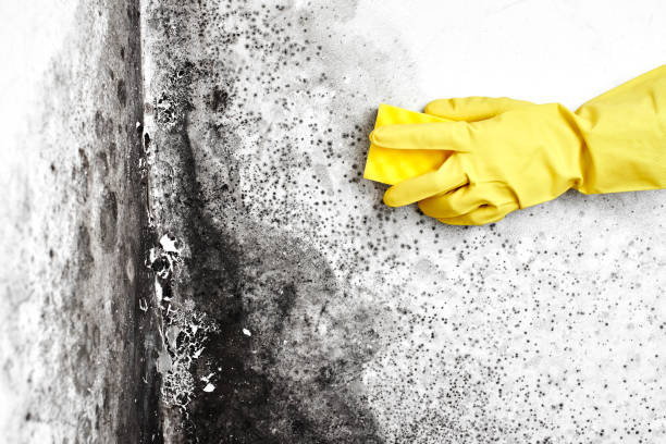 Best Residential Mold Removal  in Linda, CA