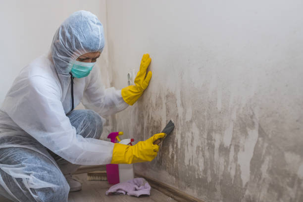 Best Local Mold Removal Service  in Linda, CA