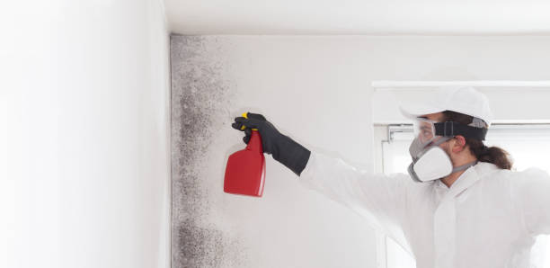 Best Certified Mold Removal  in Linda, CA
