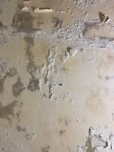 Best Certified Mold Removal  in Linda, CA