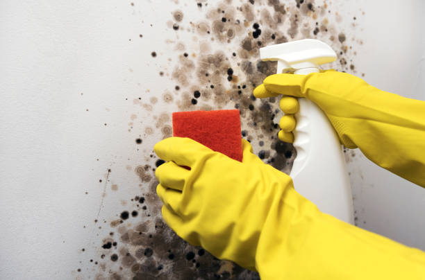 Attic Mold Removal in Linda, CA