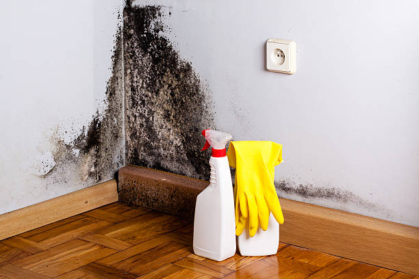 Best Toxic Mold Removal  in Linda, CA