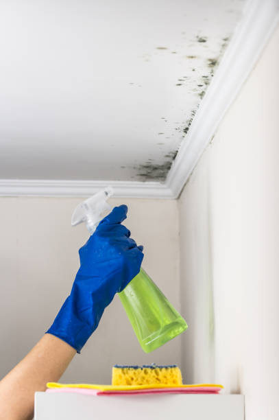 Best Same-Day Mold Removal  in Linda, CA